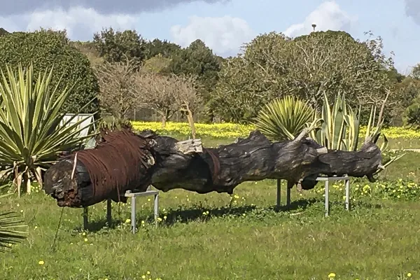 L'Albero Parlante